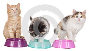 Three kitten with food bowls
