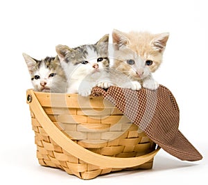 Three kittens in a basket