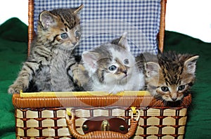 Three kittens in a basket