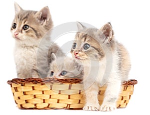 Three kittens in a basket on a white background