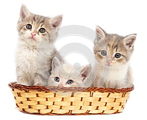 Three kittens in a basket on a white background