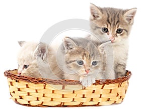 Three kittens in a basket on a white background