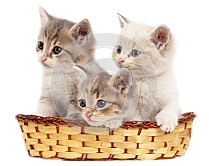 Three kittens in a basket on a white background