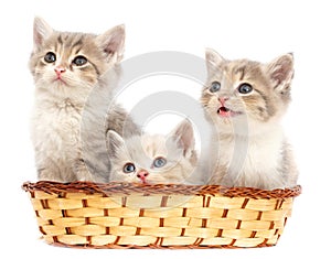 Three kittens in a basket on a white background