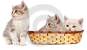 Three kittens in a basket on a white background
