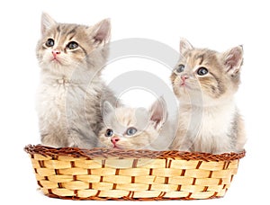 Three kittens in a basket on a white background