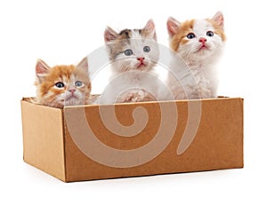 Three kittens in a box.