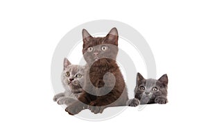Three Kittens British on white background