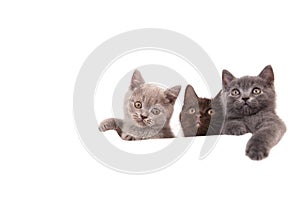 Three Kittens British on white background