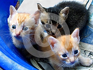 Three kittens in the bucket