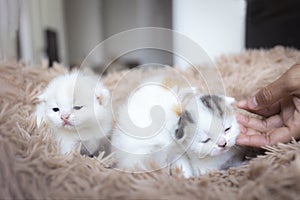 Three kittens on carpet and human hand. The kitten lies on the fabric in the room. Cute kitten with copy space. Scottish fold