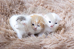 Three kittens on carpet. The kitten lies on the fabric in the room. Cute kitten with copy space. Scottish fold kitten in house.Pet