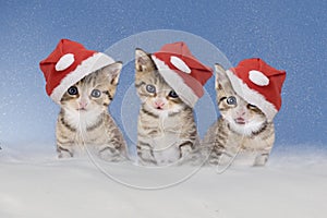 Tres gatitos sombreros en la nieve 