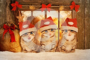 Three kittens at Christmas sitting in front of a window.