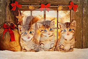 Three kittens at Christmas sitting in front of a window.