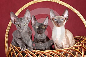 Three kittens Cornish Rex cats are sitting in a basket