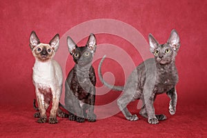 Three kittens Cornish Rex cats are sitting on a red background