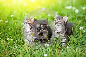 Tres gatitos 