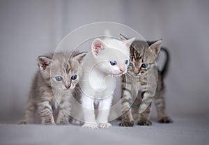 Three kittens