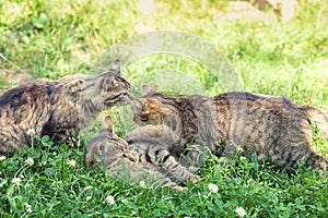 Three kittens on the grass