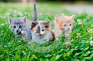 Three kittens on the grass