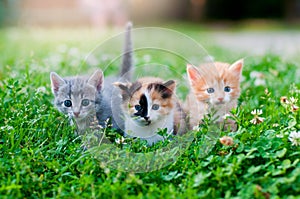 Three kittens on the grass