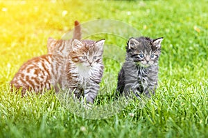 Three kittens in the green grass