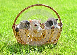 Three kittens on green meadow sitting in basket