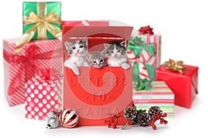 Three Kittens in a Letter to Santa Mailbox for the Holidays