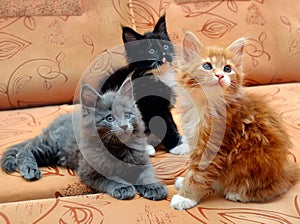 Three kittens Maine Coon sitting on the couch