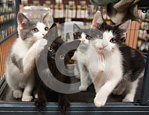 Three Kittens One Background Cat Pet Store Cage Black White Grey Sitting Cute Portrait Kitten Cats Pet Pets