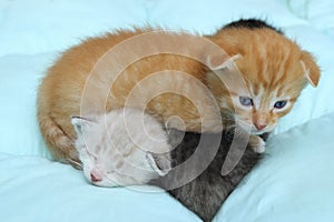 Three Kittens Over Blue Background.