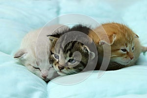 Three Kittens Over Blue Background.