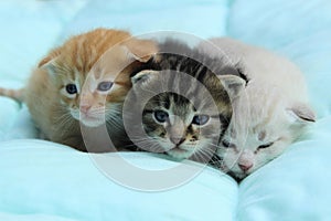 Three Kittens Over Blue Background.