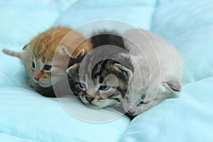 Three Kittens Over Blue Background.