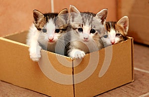 Three kittens in the paper box
