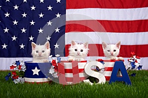 Three kittens in patriotic pots USA blocks Flag background