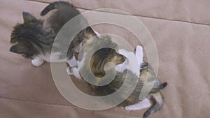 Three kittens are played on the couch slow motion video. kitten playing concept two kittens and a cat lifestyle