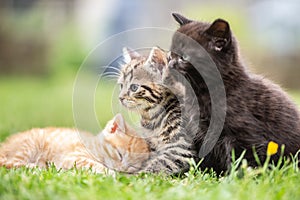 Three kittens playing and lying in the garden on the grass or curiously watching what is going on