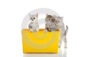 Three kittens playing in yellow box
