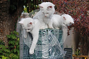 Three Kittens on Roll of Garden Fencing