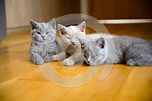 Three kittens in the same litter were lounging on a wooden floor in the bedroom, a blue and lilac British Shorthair cat