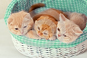 Three kittens sitting in a basket