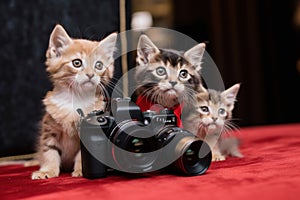 Three kittens are sitting next to a camera. Generative AI image.