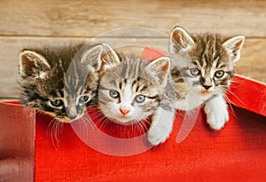 Three kittens sitting in a red box