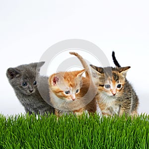 Three kittens standing behind tall grass with an off white