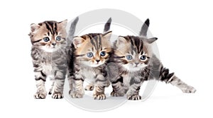 Three kittens striped tabby isolated