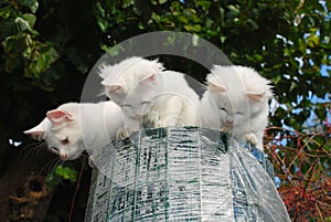 Three Kittens on Top of Garden Fencing Roll