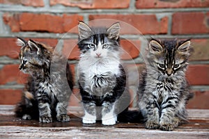 Three kittens on the wall background