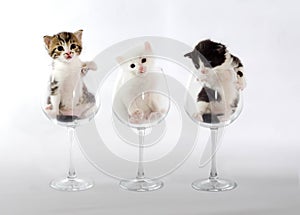 Three kittens in wine glasses on a light background